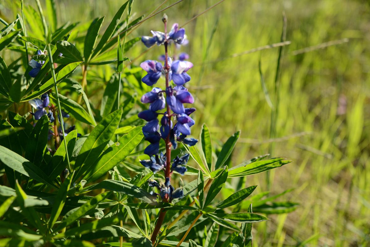 36C Wildflowers At The Arctic Chalet in Inuvik Northwest Territories